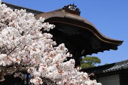 桜のはな